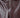 Horus burgundy textured pants